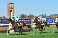 WINNER: High Opinion races away with the MTC Country Cup (2000m) at Murrumbidgee Turf Club on Tuesday. Picture: Kieren L Tilly.