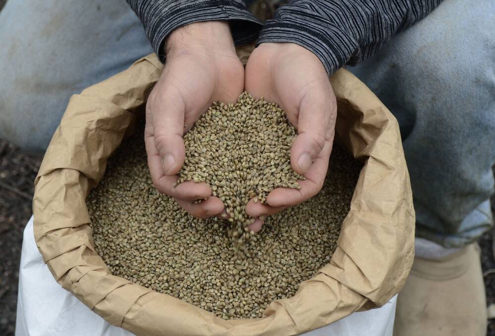 Hemp seed – which can be legally consumed overseas – contains vitamin E, phosphorus, thiamine, potassium, magnesium, calcium, iron and zinc. 