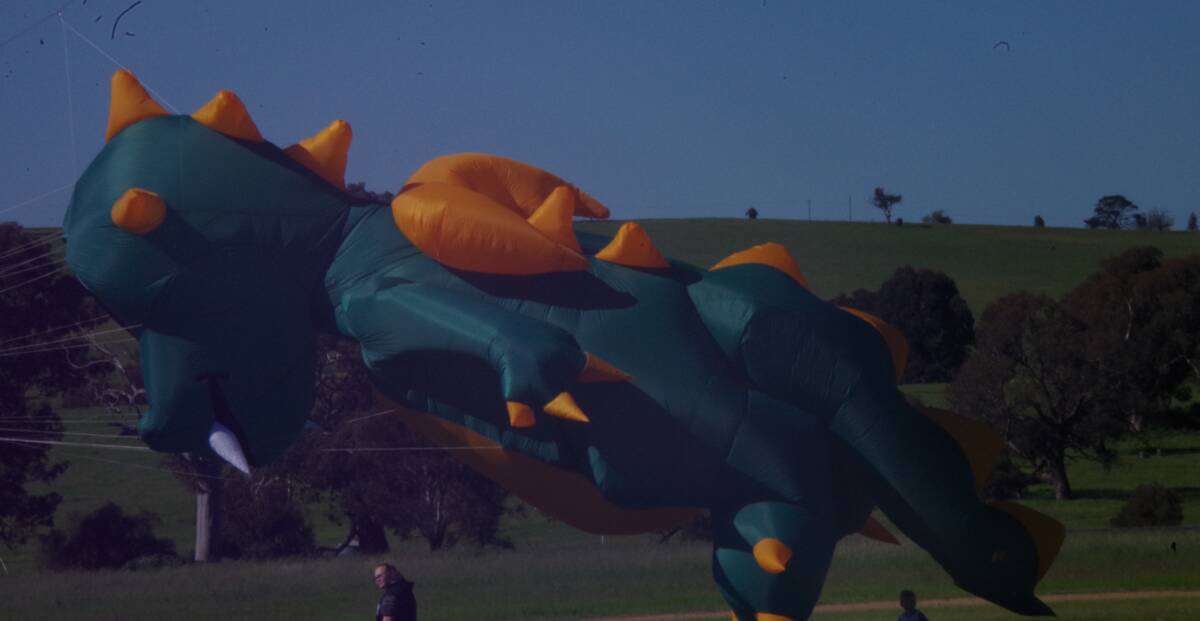SOFT LANDING: A huge dragon kite was an impressive sight, coming in to land on the racecourse