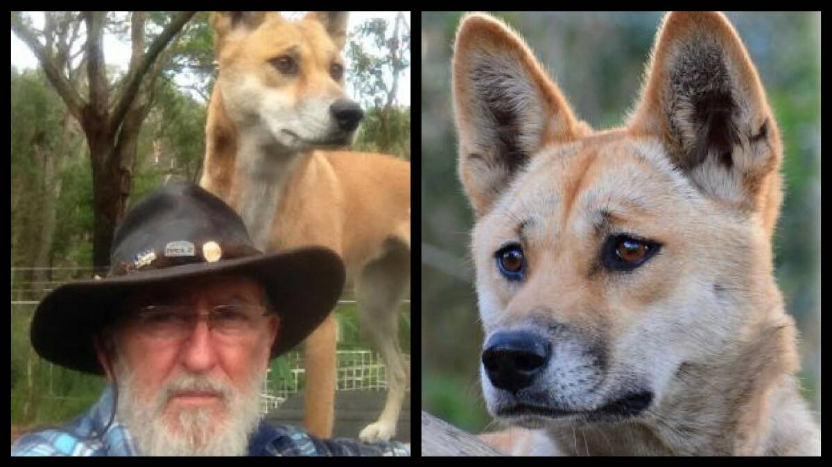 Sandy was rescued as a pup by Barry (pictured) and Lyn Eggleton in central Australia in 2014.