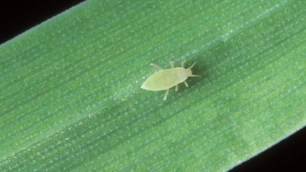 First case of Russian aphids