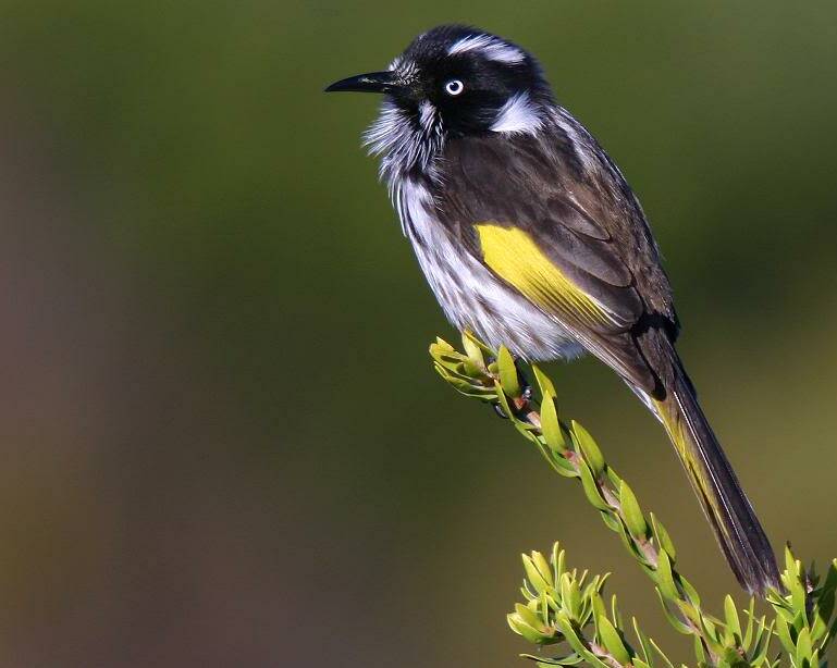 TWEET-HEART: Now is the time to start feeding native honeyeaters with backyard delights through a free gardening program.