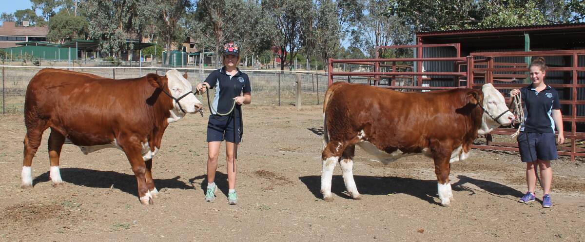 METICULOUSLY PREPARED: Year 10 students Bella Tobin and Jane Fitzgerald with ‘Angus’ and ‘Digger’ - one of which will be the Schute Bell Charity Sheer for the Victor Chang Institute at the Sydney Royal. Picture: Jennette Lees