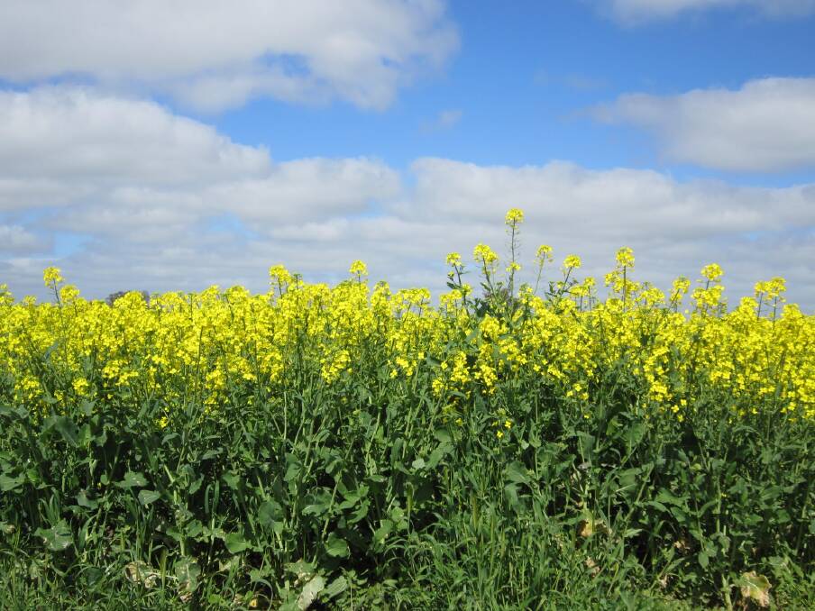 SEEDS OF HOPE: Local farmers are already putting early grazing crops in with the main winter crops of canola and wheat to be sown from next month. Good rain is needed to encourage a strong start. 
