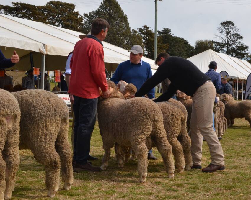 CHANGE OF VENUE: Judging of stud Merino ram classes during the annual South West Slopes Stud Merino field day. This year's event will be held in Harden.