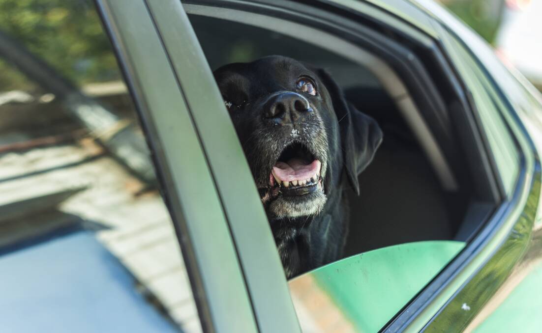 HOT DOG: People for the Ethical Treatment of Animals Australia associate director Ashley Fruno is reminding residents not to lock pets in cars.