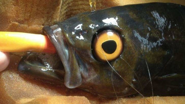 After the fish had its original eye removed because of cataracts, the medical team was worried it might get attacked.