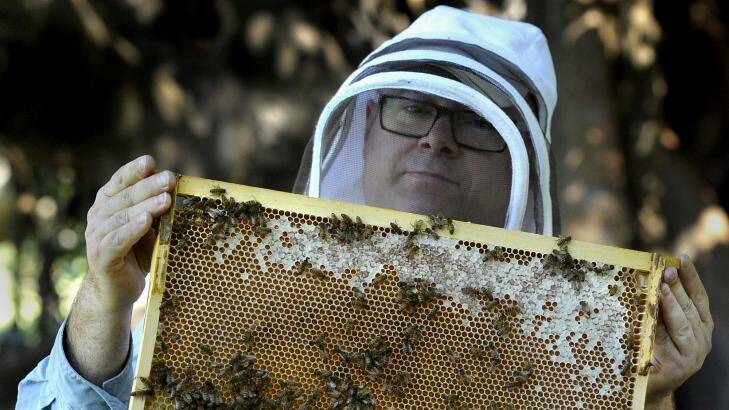 Urban Beehive founder Doug Purdie inspects a beehive after extracting 
honey for the first time at the Royal Botanic Gardens in Sydney. Friday,
 April 26, 2013. (SHD NEWS) Photo by 
Mick Tsikas