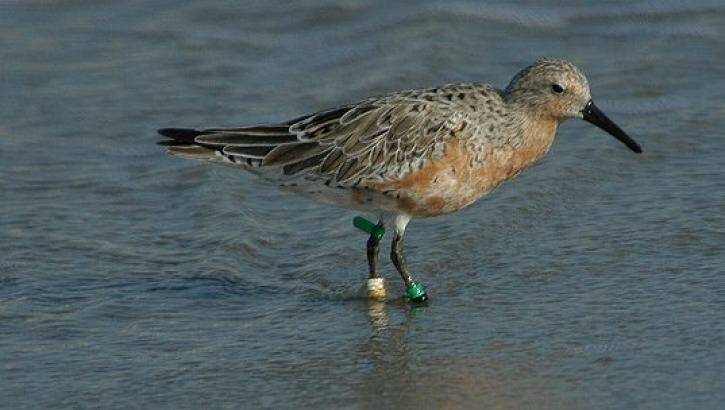 Threatened: Red knot, another species with an uncertain future.