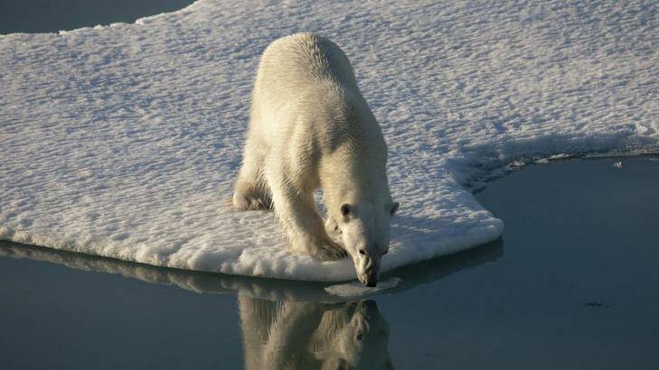 Record low sea ice in the Arctic has an impact on species such as polar bears which need it to survive. Photo: Nick Cobbing / Greenpeace