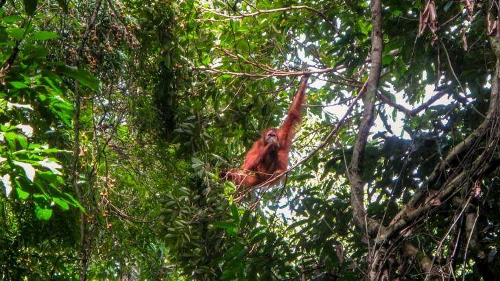 A male orangutan in the wild at Gunung Leuser National Park on Sumatra.  Photo: Penny Stephens
