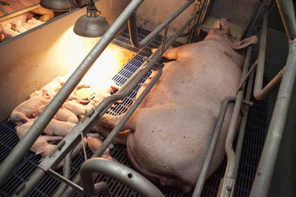 PRICE OF PIGGERIES: Say No to Blantyre Farms founder Lisa Ryan said pigs were confined in tiny cages.