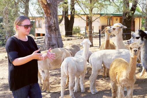 Jess Sachs, pictured at her Jugiong Road property, says she wants to see the alpaca industry grow and prosper.