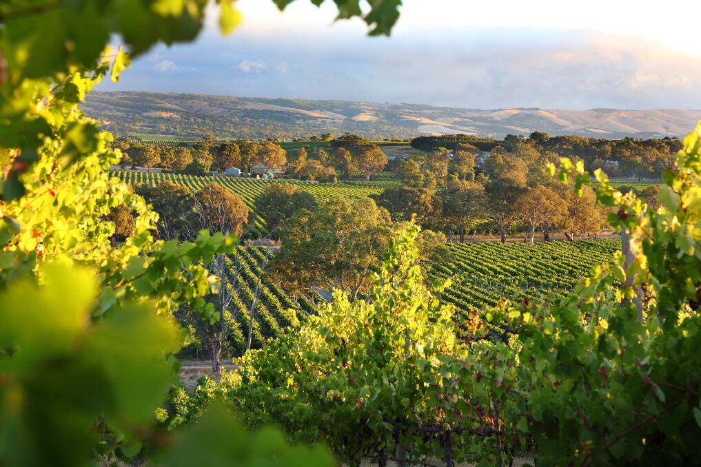 McLaren Vale, 40 minutes from Adelaide.