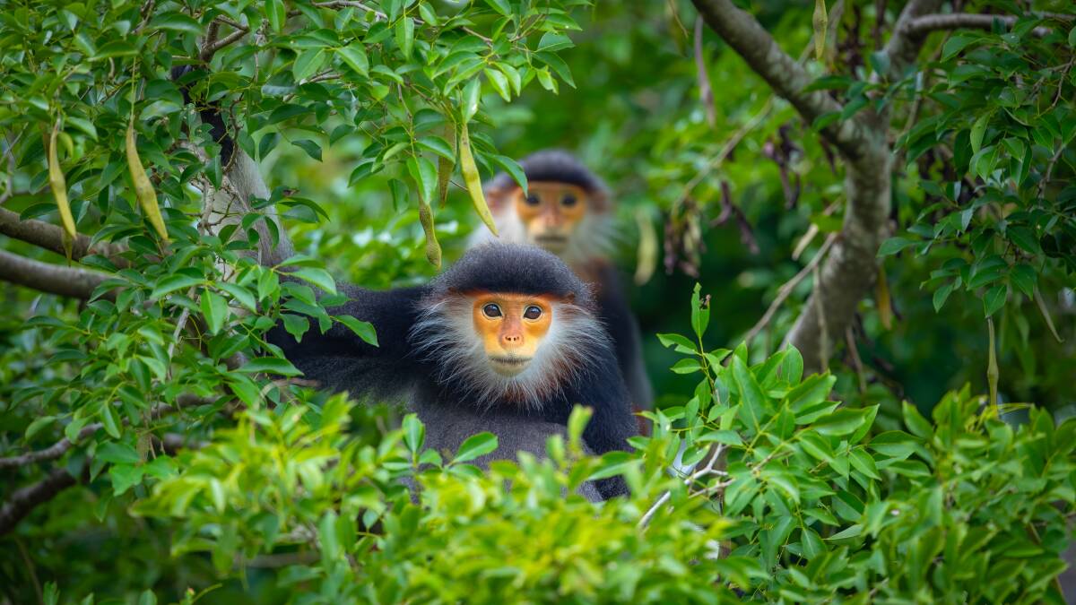 This jungle resort has a resident more stunning than its five-star luxury This jungle resort has a resident more stunning than its five-star luxury