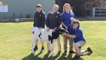 Eli Hayes, Seth Eastley, Archer Cusak and Jake Wilmshurst, better known as The Milkers, with their calf. Picture supplied.