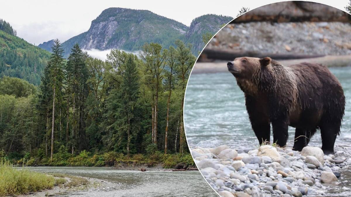 Mountains behind Orford River and, inset, a grizzly bear.
