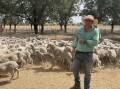 Nutrien Deniliquin auctioneer Mark Braybon with a pen of shorn wether lambs which sold for $60 at Deniliquin on Friday.