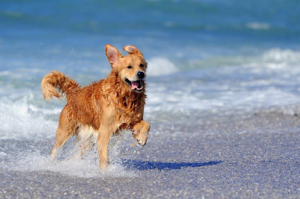 LIFE'S A BEACH: Ingesting too much sea water can be bad news for dogs. Picture: Shutterstock