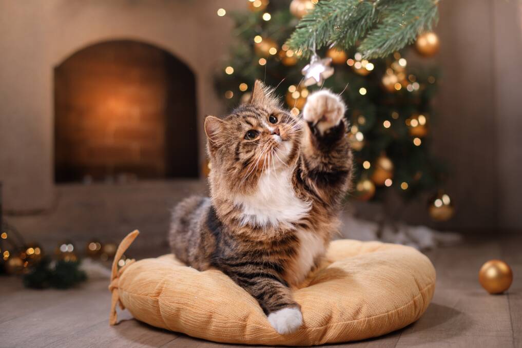 TEMPTING: Cats are attracted to the shine and sparkle of decorations, so keep them out of reach.