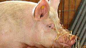 Piggery objection group come forward