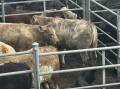 Bega store sale drew a large offering of 1700 head of cattle on Thursday. Picture supplied