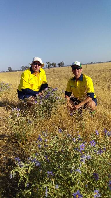STOP IT DEAD: Hilltops Council biosecurity officers Ben Mott and Tom Pickering are urging locals to spray silverleaf nightshade now.