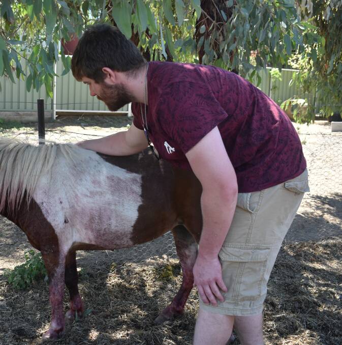 Mr West comforts the injured miniature horse after the attack. 'Bella' was euthanised shortly after.