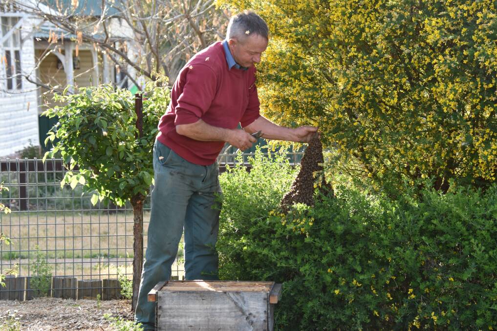 Mr Tanson removing the hive from the property of Ron and Robyn Hampton in Swift Street. Picture: Jody Potts