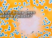 HOME INVADERS: Homes may be grounds for mould growth if they have experience water damage, or a full of humid air.