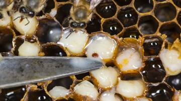 EYE OUT: The NSW DPI is asking beekeepers to monitor their hives to help with the response to the Varroa Mite incursion. Photo: Igor Chus/Shutterstock 