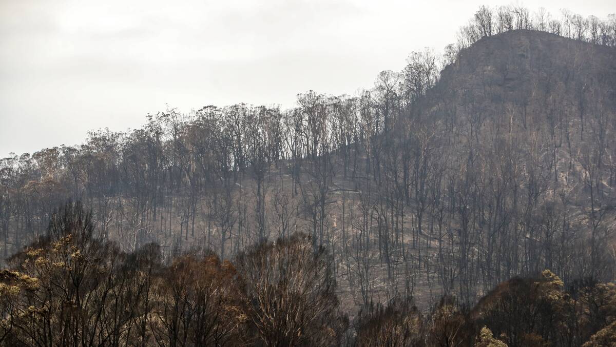 Burnt trees and fences off Tallowa Dam Road in Kangaroo Valley on January 6, 2020. Picture by Adam McLean. Burnt trees and fences off Tallowa Dam Road in Kangaroo Valley on January 6, 2020. Picture by Adam McLean.