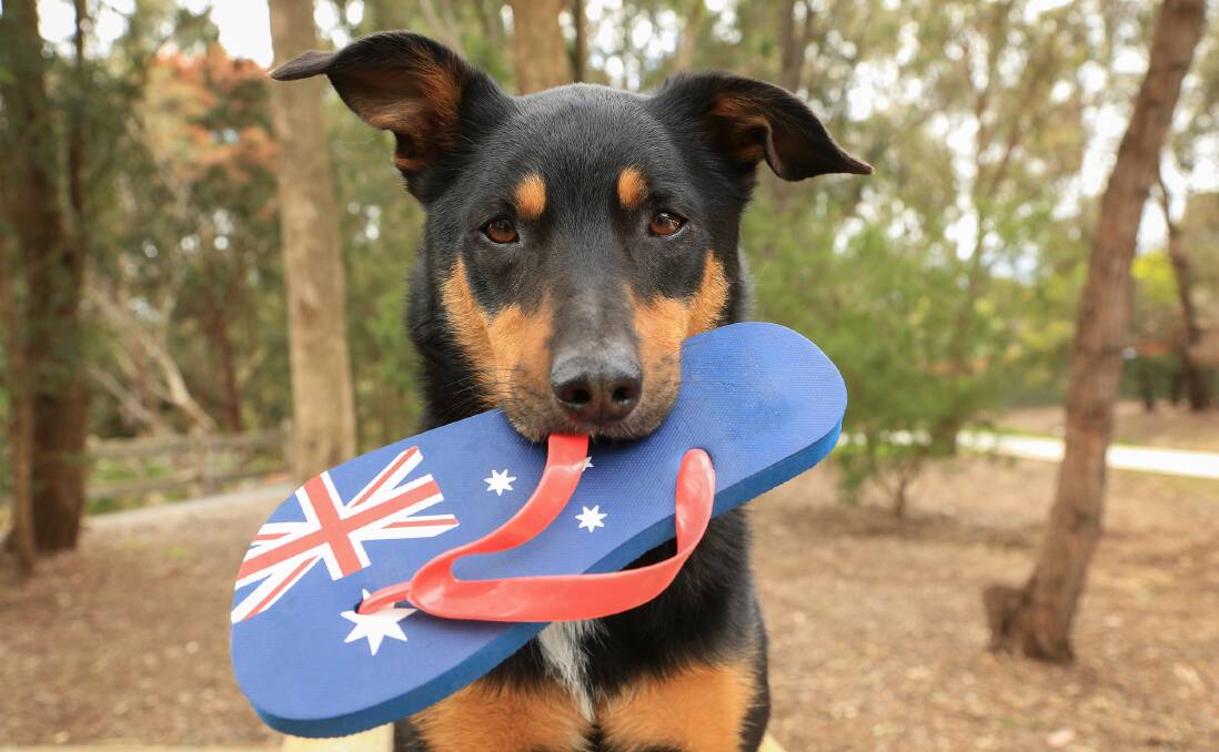 AUSSIE, AUSSIE, AUSSIE: Head to Newson Park on Australia Day from 8am for a range of events celebrating our community.