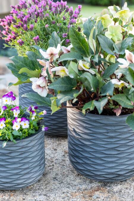 How to choose the right pots for your plants