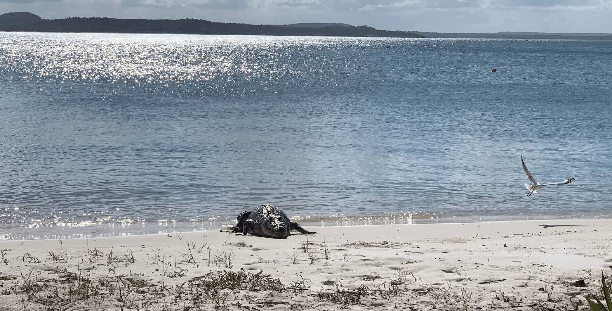Nike the saltwater crocodile. Nike the saltwater crocodile.