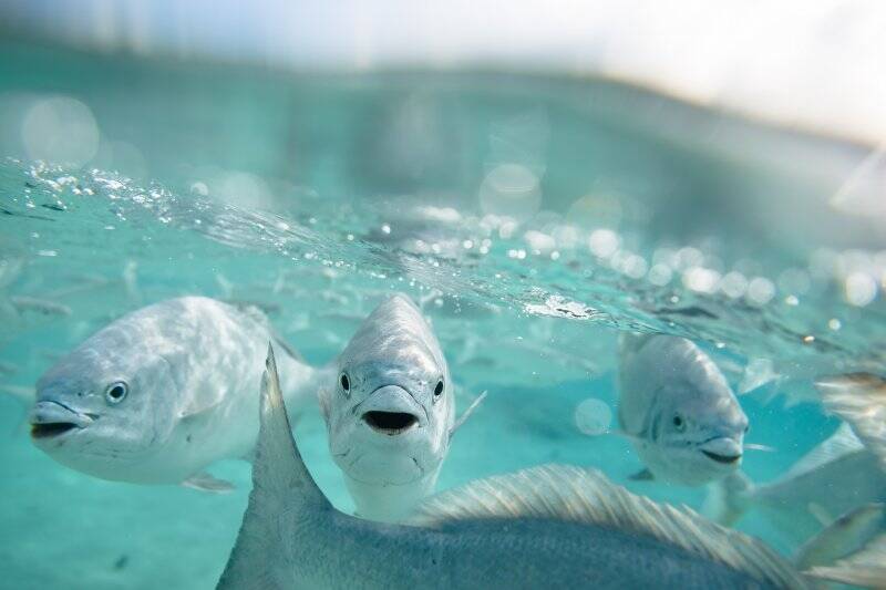 Some of the marine life on the pristine island.