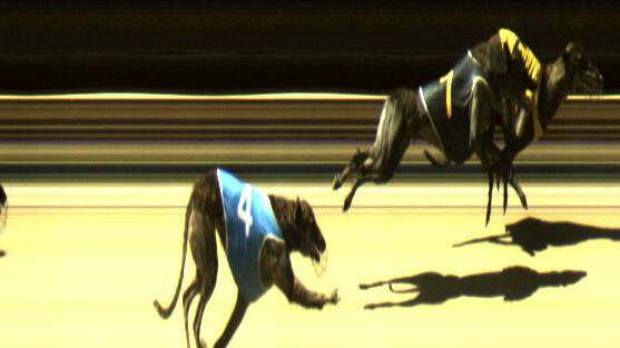 Banquet Dynasty (yellow rug) beats Bender Banquet to win the South West Slopes Credit Union Stakes (347m) on Saturday. Photo thedogs.com