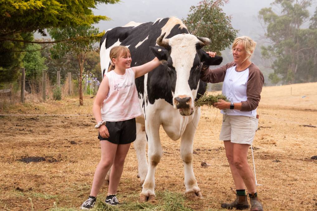 Somerset's Kath Dudley and daughter Kassi are dwarfed by the size of their Friesian steer 'Pluto'.... and he's still growing! Picture: Simon Sturzaker