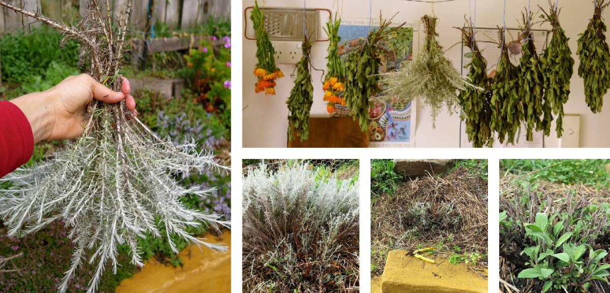 CURB YOUR HERB: Left alone, some herbs like sage, rosemary, curry bush, oregano, chamomile will become leggy, sparse and woody at their base. Pictures: Hannah Moloney.