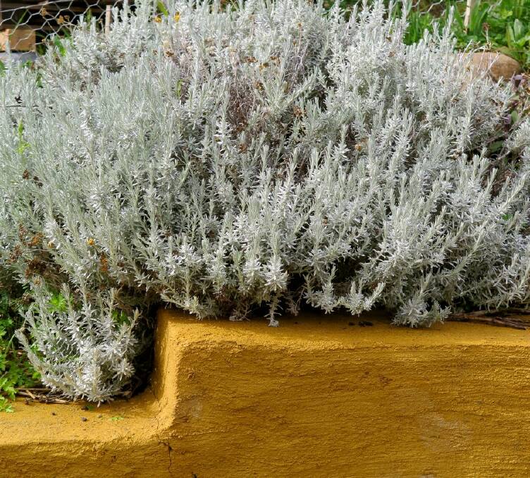 Pruning woody herbs for better growth