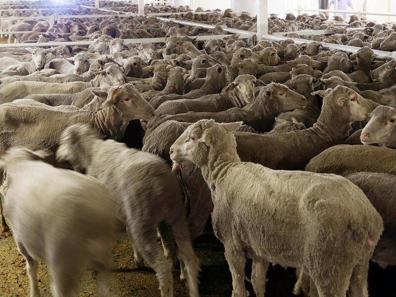 Sheep died from heat stress while being transported to the Middle East on board the Awassi Express. (Trevor Collens/AAP PHOTOS)