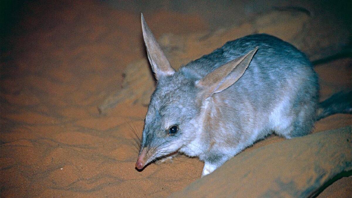 Bilbies in particular are susceptible to habitat loss caused by rabbits. (HANDOUT/THREATENED SPECIES RECOVERY HUB) Bilbies in particular are susceptible to habitat loss caused by rabbits. (HANDOUT/THREATENED SPECIES RECOVERY HUB)