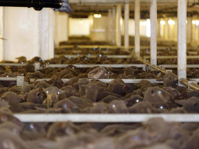 Opposition Leader Peter Dutton wants exports of live sheep from Australia by sea to continue. (Trevor Collens/AAP PHOTOS)