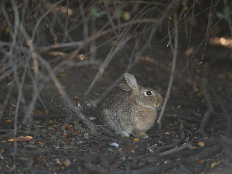 Australia's population of feral rabbits is estimated at 200 million and numbers are on the rise. Photo: Lukas Coch/AAP PHOTOS Australia's population of feral rabbits is estimated at 200 million and numbers are on the rise. Photo: Lukas Coch/AAP PHOTOS