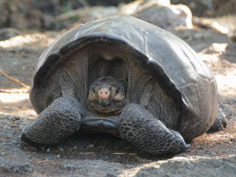 The Chelonoidis phantasticus tortoise was the first of its kind seen in 110 years.