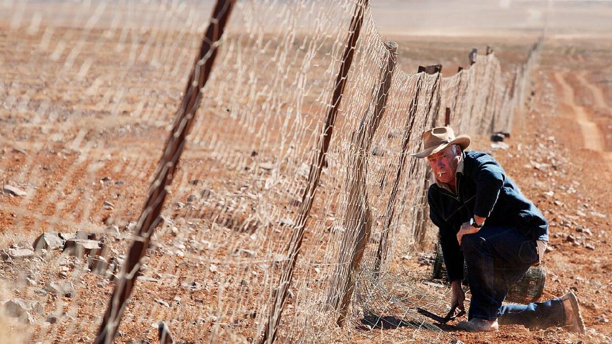 The State Barrier Fence of Western Australia, aka the Rabbit-Proof Fence, was built in the 1950s. (AP PHOTO) The State Barrier Fence of Western Australia, aka the Rabbit-Proof Fence, was built in the 1950s. (AP PHOTO)