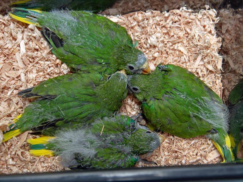 A record number of orange-bellied parrot nestlings have been seen at their Tasmanian breeding site.