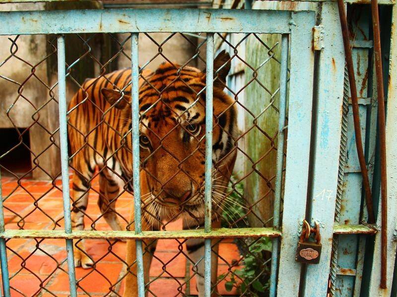 Police in Vietnam have raided a farm and rescued 17 tigers kept in small cages.