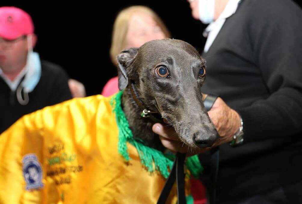 NEW CHANCES TO SHINE: The Jack Smith-trained Miss Ezmae a likely candidate for the new GRNSW event. Picture: GRNSW. 