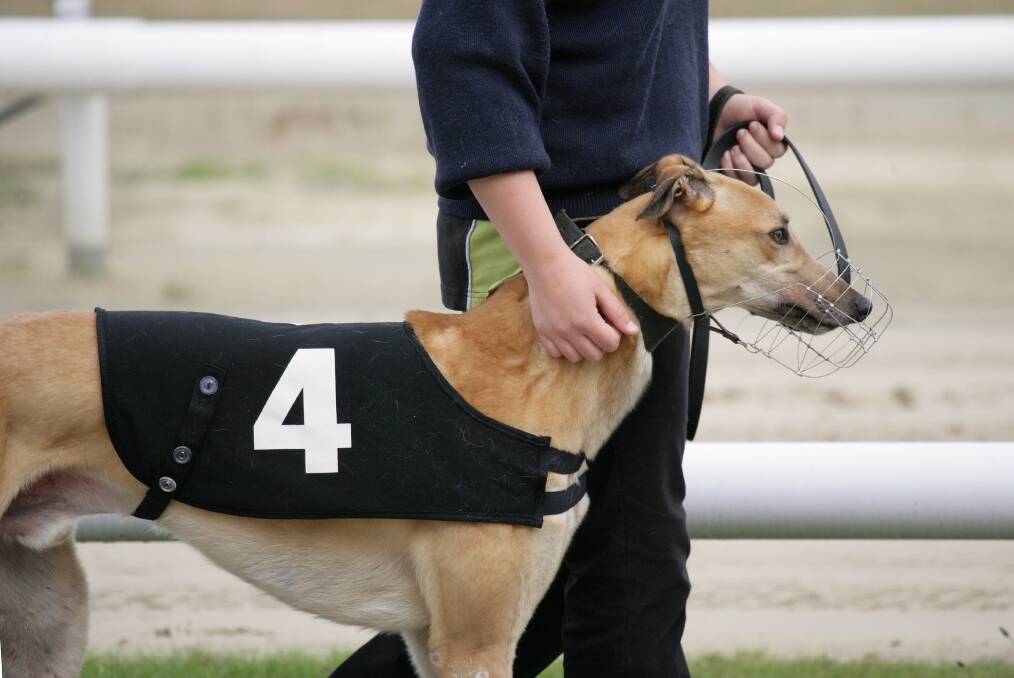 PICK YOUR RUNNER: The public will have the chance to select the dog to represent NSW in the $750,000 TAB Phoenix in December. Picture: SHUTTERSTOCK. 